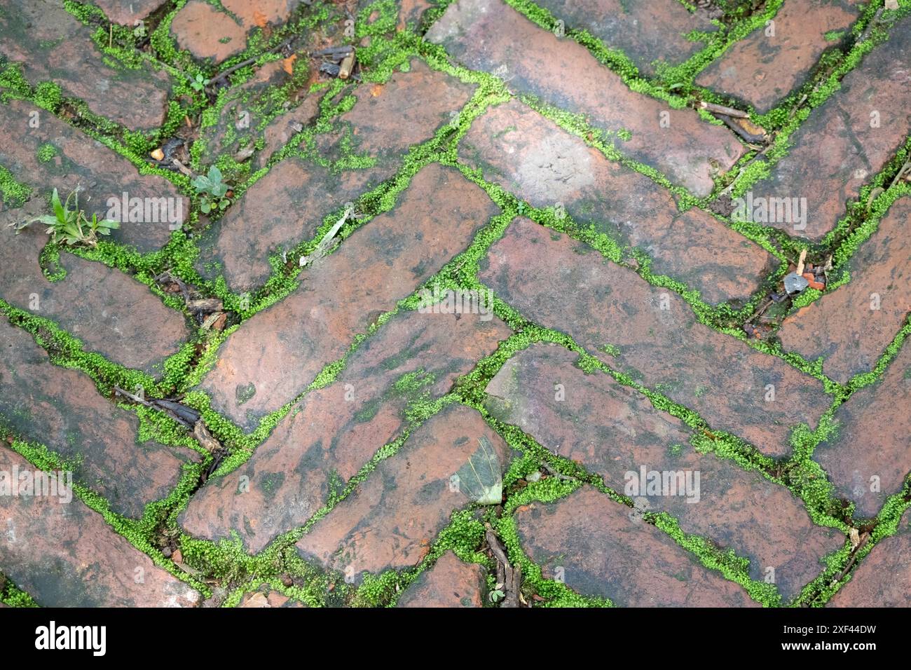 Moss et vieille route de briques. Mousse poussant sur le trottoir. Fond abstrait de vieille texture de plancher de brique rouge avec de la mousse dans le jardin. Banque D'Images