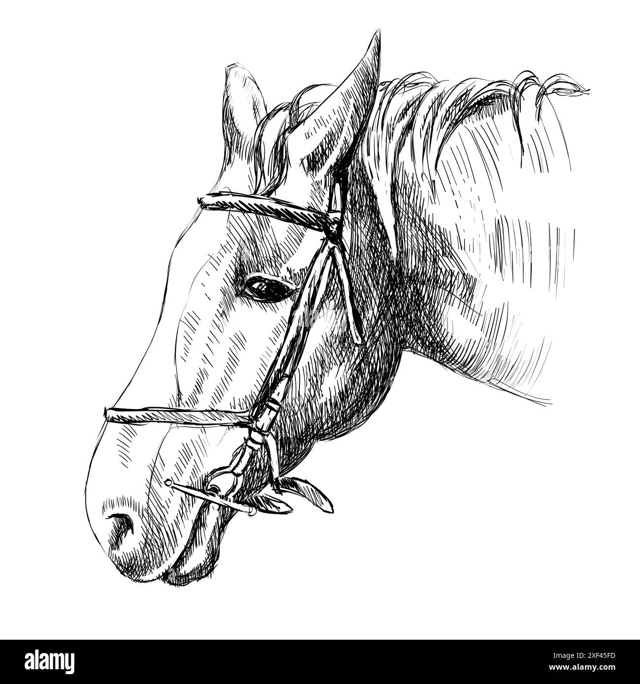 croquis vectoriel de la tête d'un cheval. illustration dessinée à la main Illustration de Vecteur