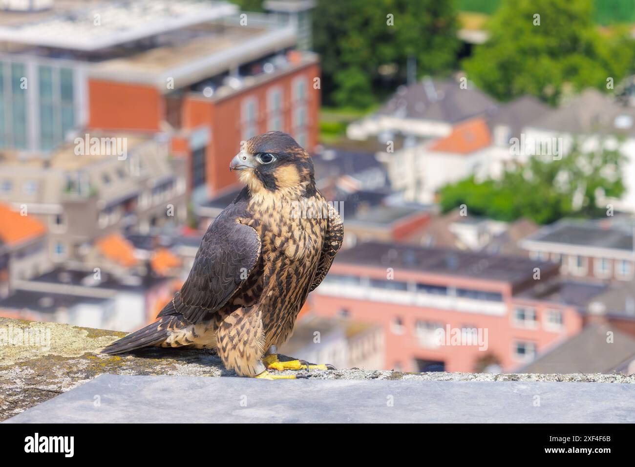 Faucon pèlerin sur une tour d'église dans le centre-ville d'Arnhem, pays-Bas Banque D'Images