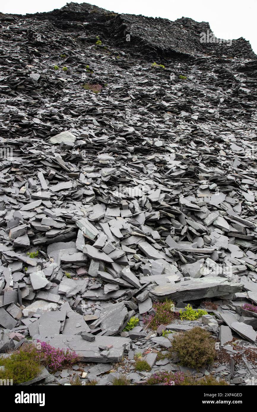 Gros tas de gravats d'ardoise dans les carrières d'ardoise de Dinorwig aujourd'hui abandonnées près de Llanberis qui ont fermé en août 1969 après 200 ans de production d'ardoise Banque D'Images