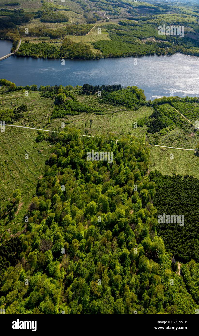 Vue aérienne de la rive sud avec la forêt du cimetière et les dommages causés aux arbres, cimetière, sécheresse dans la forêt, réservoir, infestation de coléoptères Möhnesee écorce, buria des arbres Banque D'Images