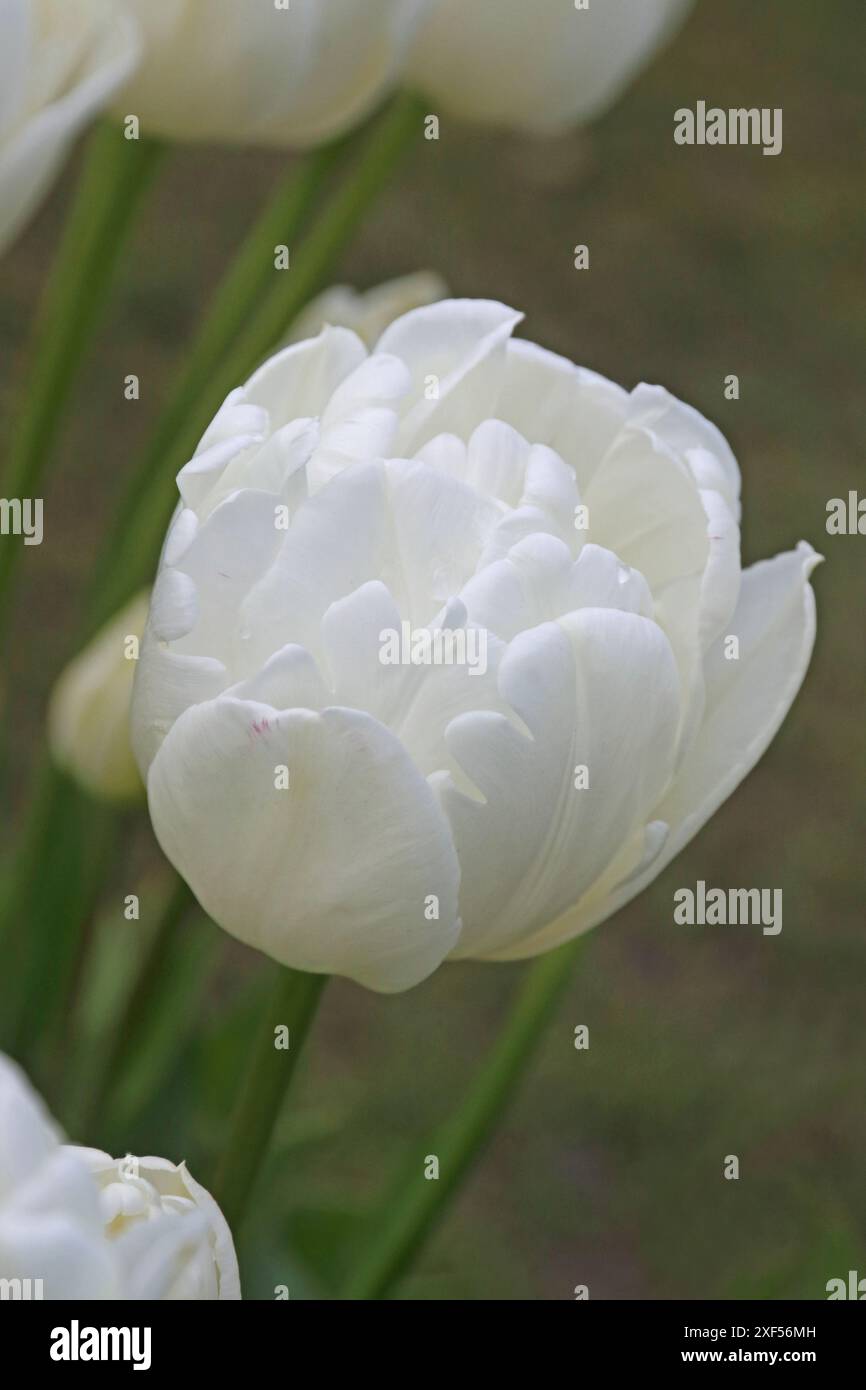 Tulip 'Ice Wonder', une tulipe double type Banque D'Images