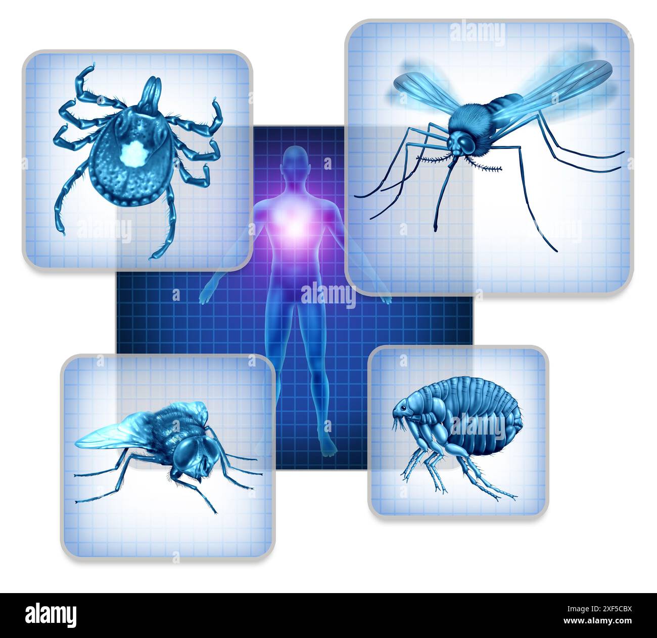 Maladies transmises par vecteur comme agents pathogènes et parasites transmis par vecteurs comme tiques une mouche ou un moustique et les puces comme infection par les puces ou propagation d'un virus t Banque D'Images