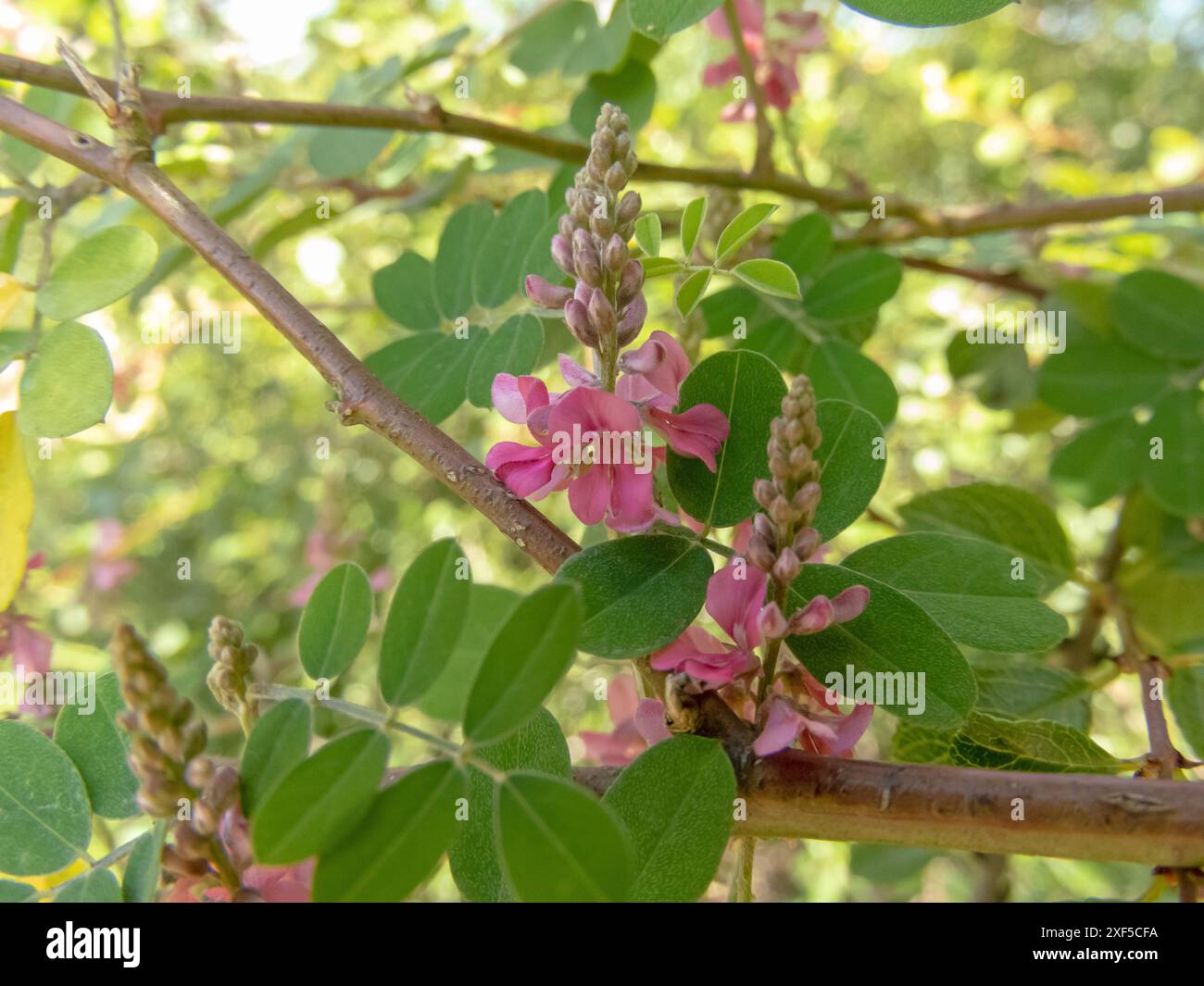 Branches d'Indigofera tinctoria avec des feuilles et des fleurs roses. Véritable plante indigo de la famille des haricots source de colorant indigo. Banque D'Images