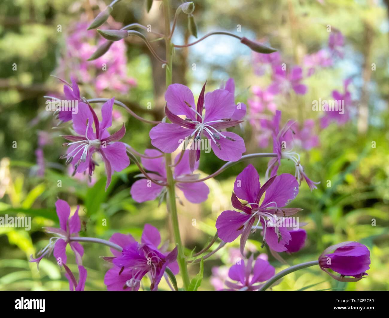 Chamaenerion angustifolium rose quatre pétales fleurs gros plan. Plante à fleurs en herbe à feu. Détails de l'inflorescence raceme de Rosebay willowherb. Banque D'Images