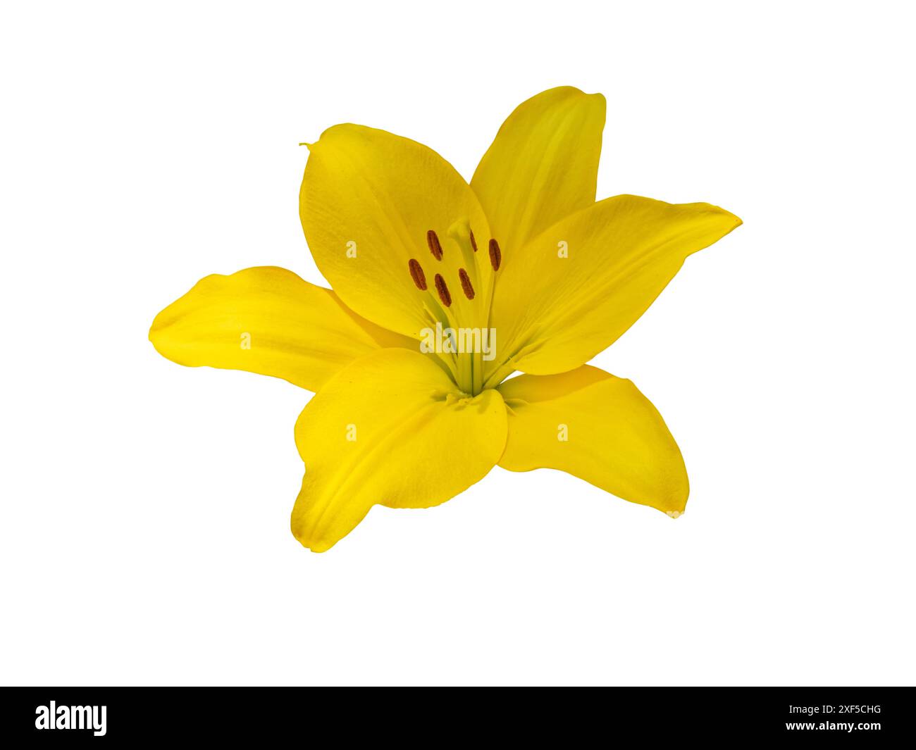 Fleur de lis jaune isolée sur blanc. Tête de fleur de Lilium avec pistil, étamines et anthères brunes. Banque D'Images