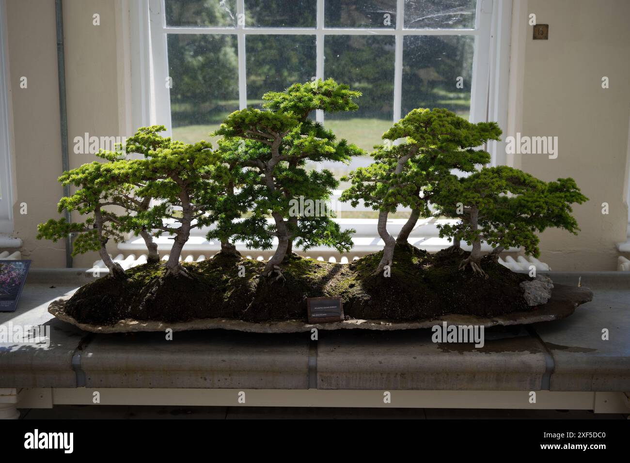 Forêt de cèdres de l'Atlantique Bonsai à Kew Gardens à Londres Banque D'Images