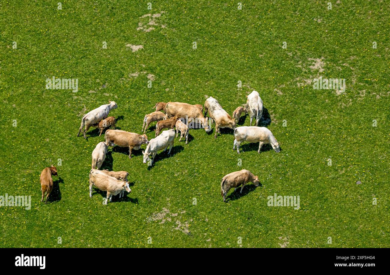 Vue aérienne, pâturage des vaches sur un pâturage près de Kirchrarbach, Schmallenberg, Sauerland, Rhénanie du Nord-Westphalie, Allemagne, photo aérienne, vaches de pâturage, vaches, Banque D'Images