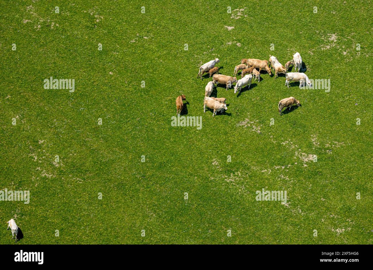 Vue aérienne, pâturage des vaches sur un pâturage près de Kirchrarbach, Schmallenberg, Sauerland, Rhénanie du Nord-Westphalie, Allemagne, photo aérienne, vaches, pâturage, passé Banque D'Images