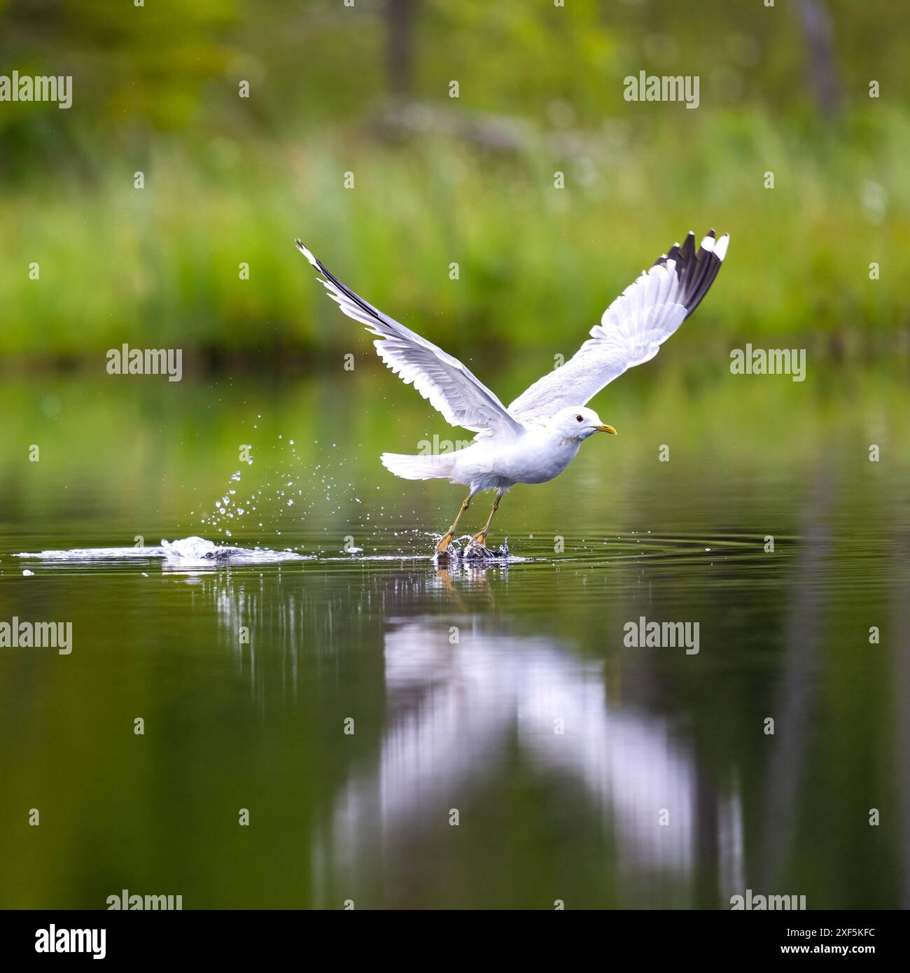 La mouette, communément mouette, décolle du lac dans la taïga finlandaise. Banque D'Images