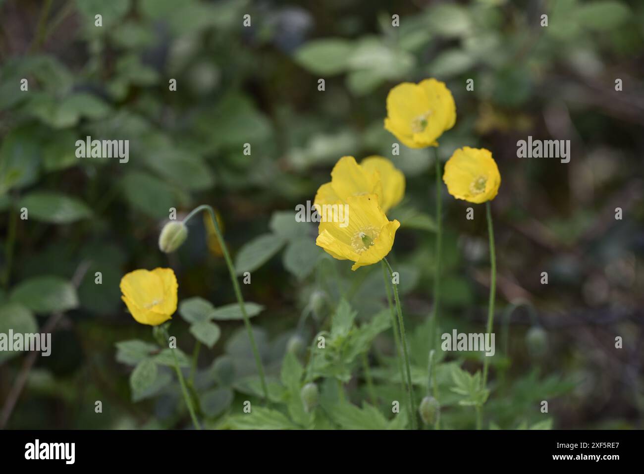 Gros plan de coquelicots gallois jaunes (Meconopsis cambrica) sur fond de feuillage vert, prise au centre du pays de Galles, au Royaume-Uni au printemps Banque D'Images