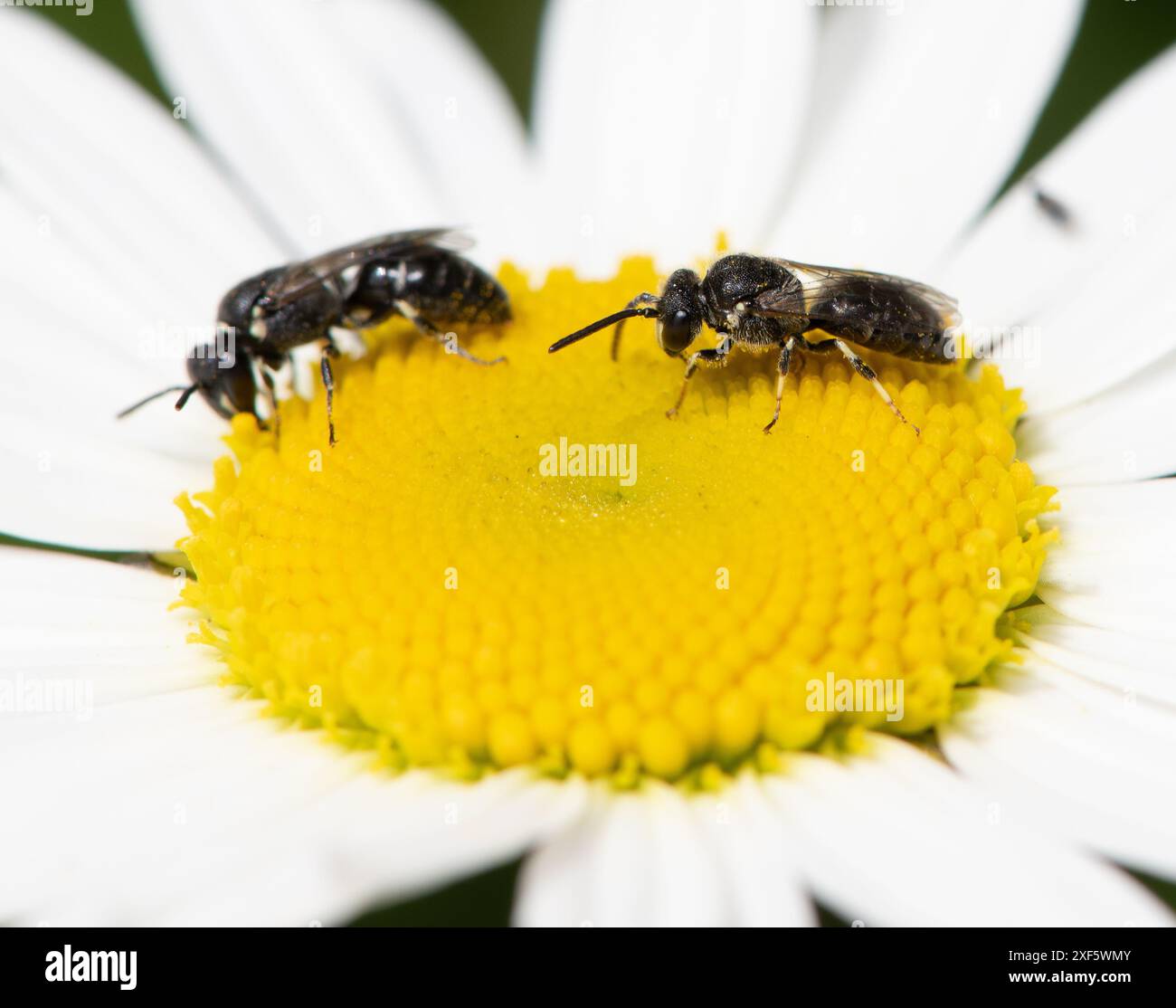 Abeilles masquées sur une Marguerite de bœuf, Chipping, Preston, Lancashire, Royaume-Uni Banque D'Images