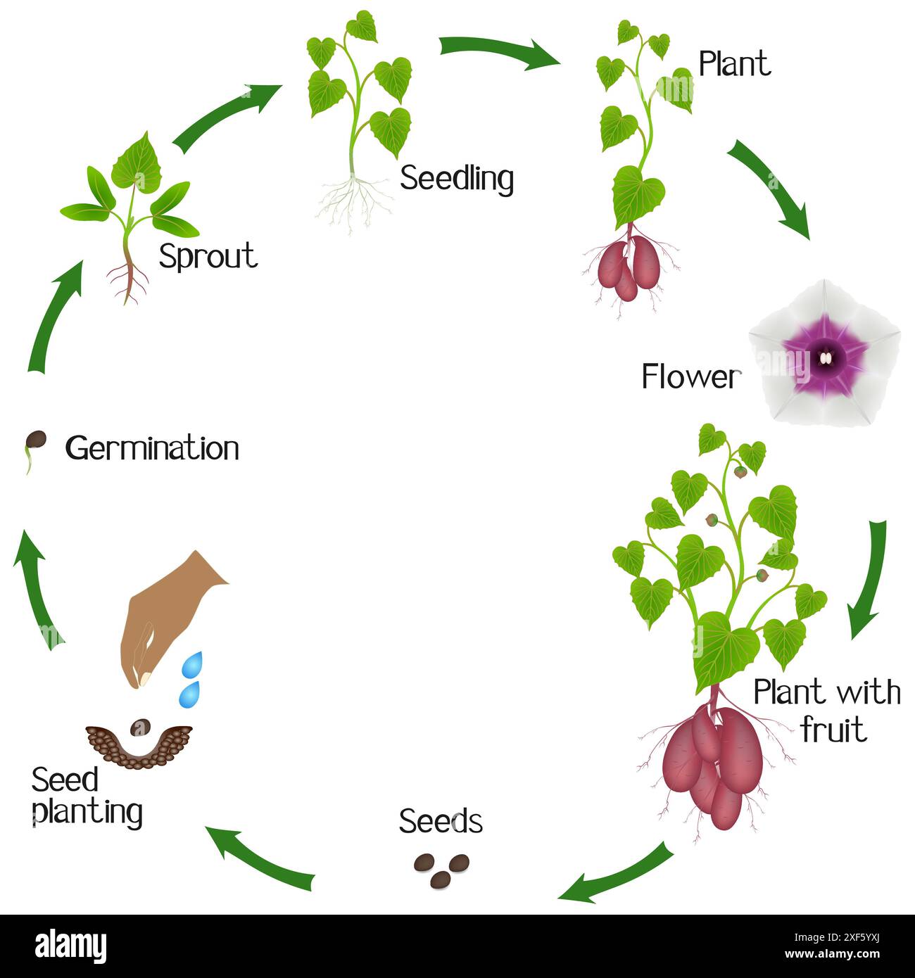 Cycle de vie de la plante de patate douce sur un fond blanc. Illustration de Vecteur