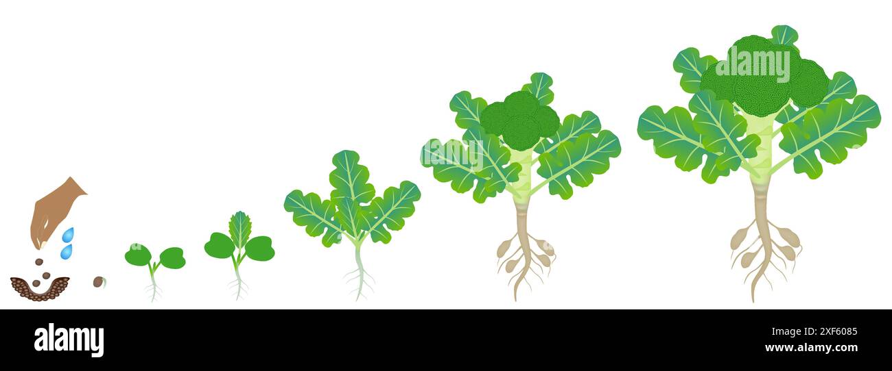 Cycle de croissance de la plante de brocoli sur un fond blanc. Illustration de Vecteur