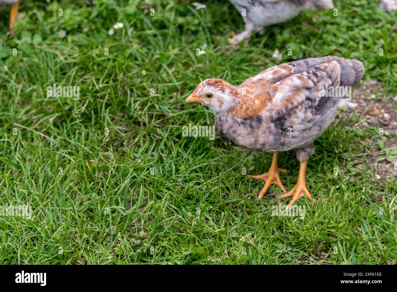 Petit poulet sur l'herbe verte à l'extérieur. Animal nouveau-né mignon. Environnement naturel. Banque D'Images Petit poulet sur l'herbe verte à l'extérieur. Animal nouveau-né mignon. Environnement naturel. Banque D'Images