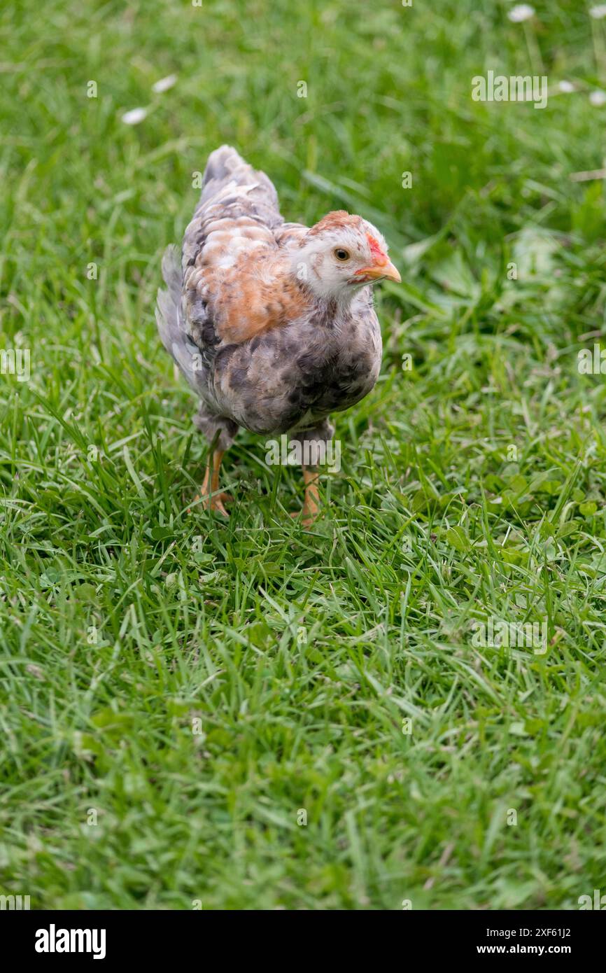 Petit poulet sur l'herbe verte à l'extérieur. Animal nouveau-né mignon. Environnement naturel. Banque D'Images Petit poulet sur l'herbe verte à l'extérieur. Animal nouveau-né mignon. Environnement naturel. Banque D'Images