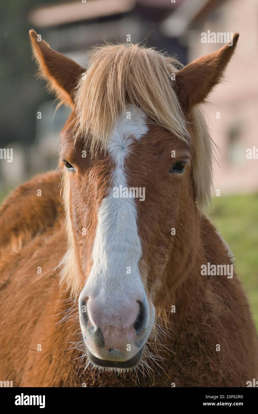 Petit cheval au petit zoo letton. Sourire de cheval. Cheval montrant des dents, cheval souriant, chevaux drôles, visage drôle d'animal. rire animal Banque D'Images