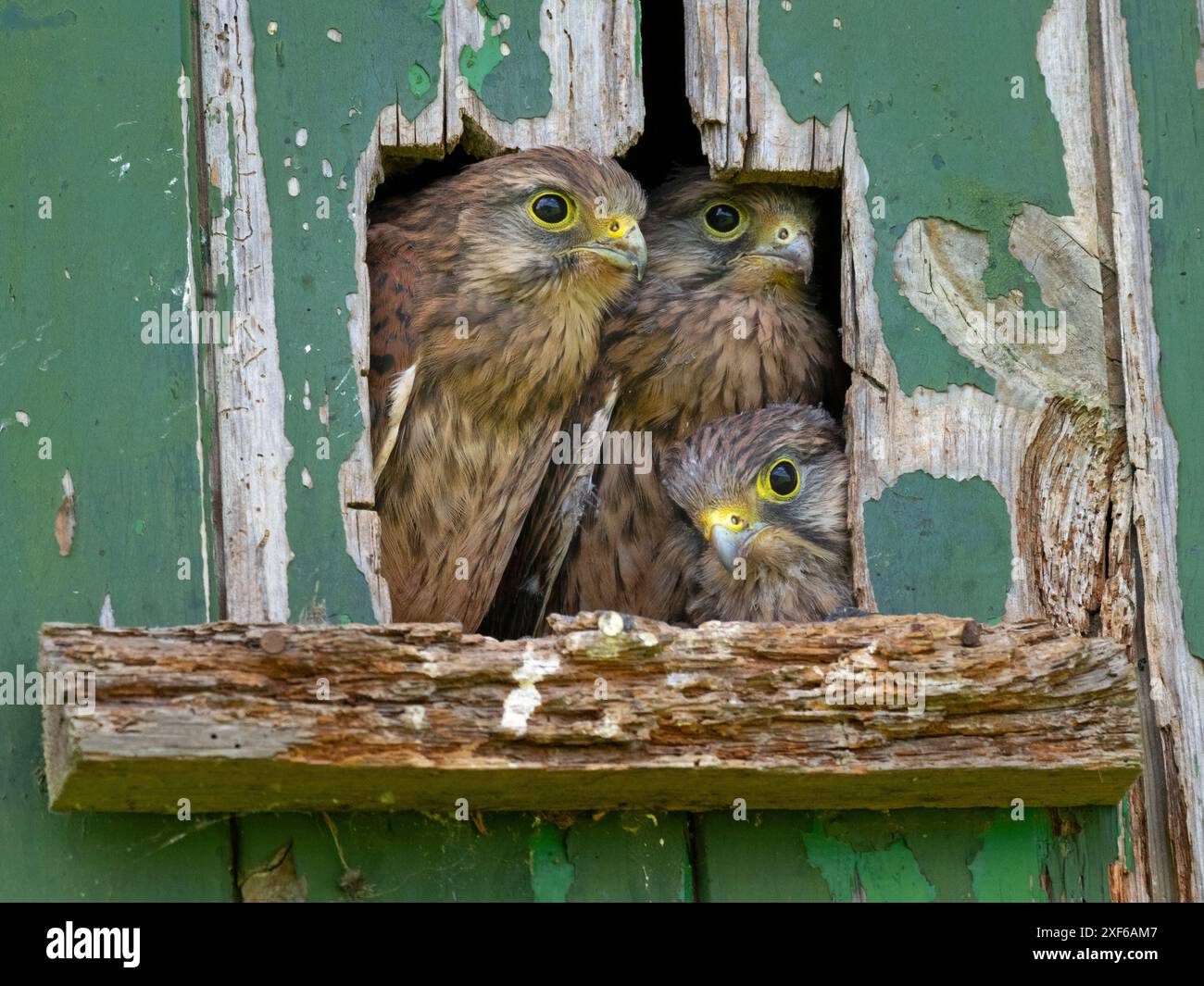 Kestrel Falco tinnunculus Young regardant du trou de nidification dans le vieux hangar en bois Banque D'Images