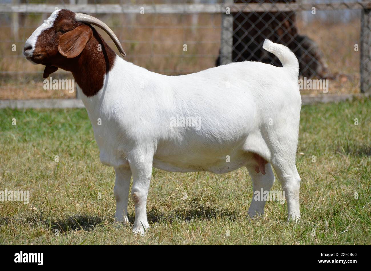 Belles chèvres Boer femelles à la ferme Banque D'Images