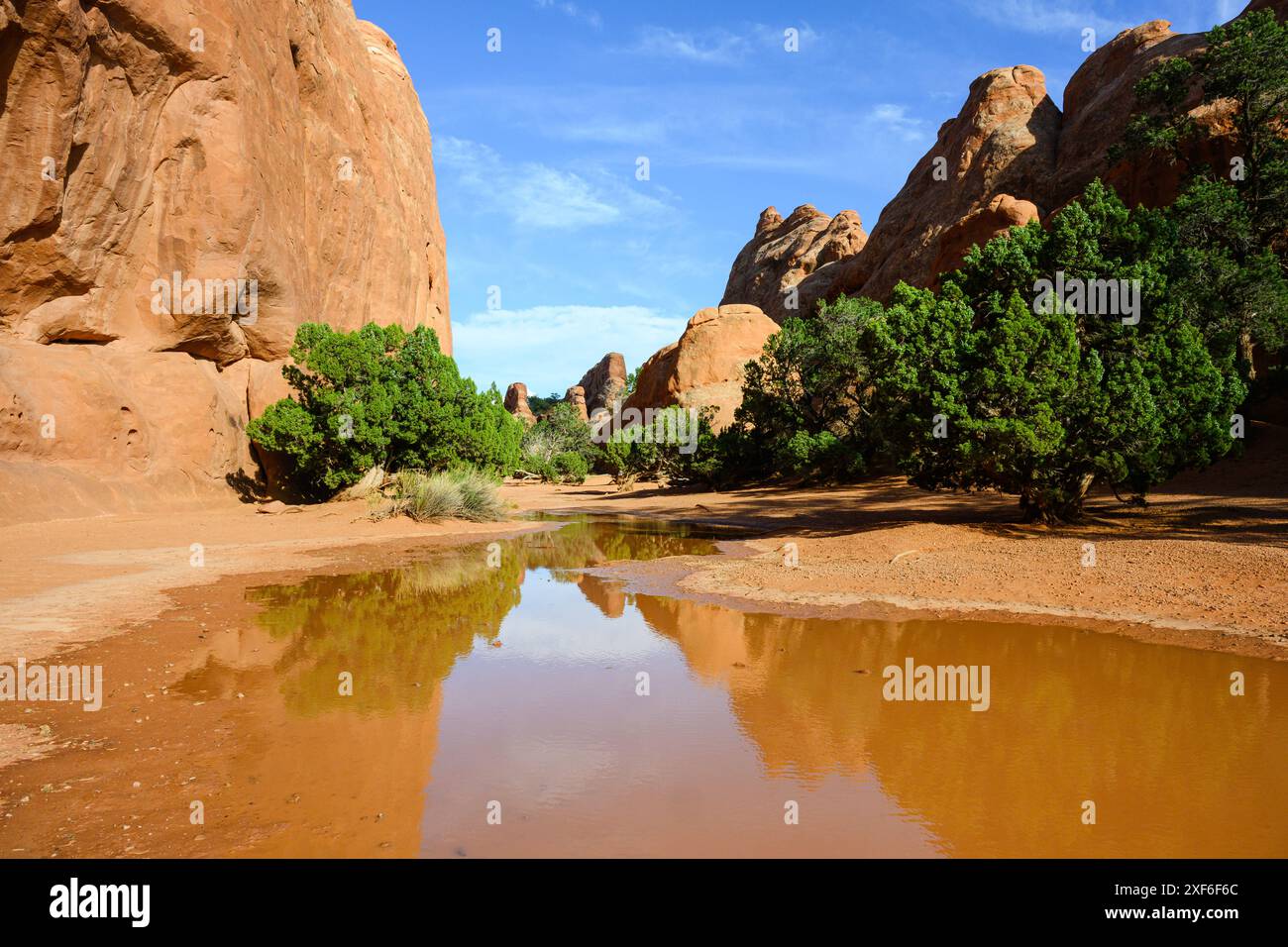 Paysage rouge du parc national d'Arches reflétant dans une flaque d'eau de pluie avec des arbres et un ciel bleu Banque D'Images