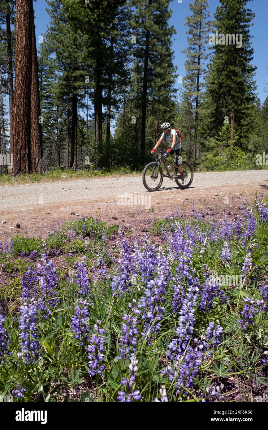 WA24939-00-....WASHINGTON - Vicky Spring VTT Cow Creek Road dans la Methow Valley. MR#S1 Banque D'Images