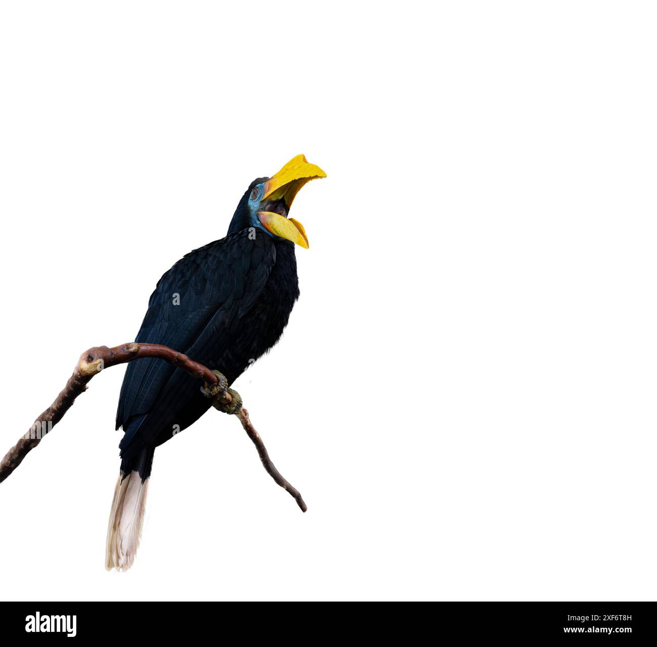 Bec de corne ridé, bec de corne ridé de Sunda ou Aceros Corrugatus dans un arbre assis sur une branche, isolé Banque D'Images