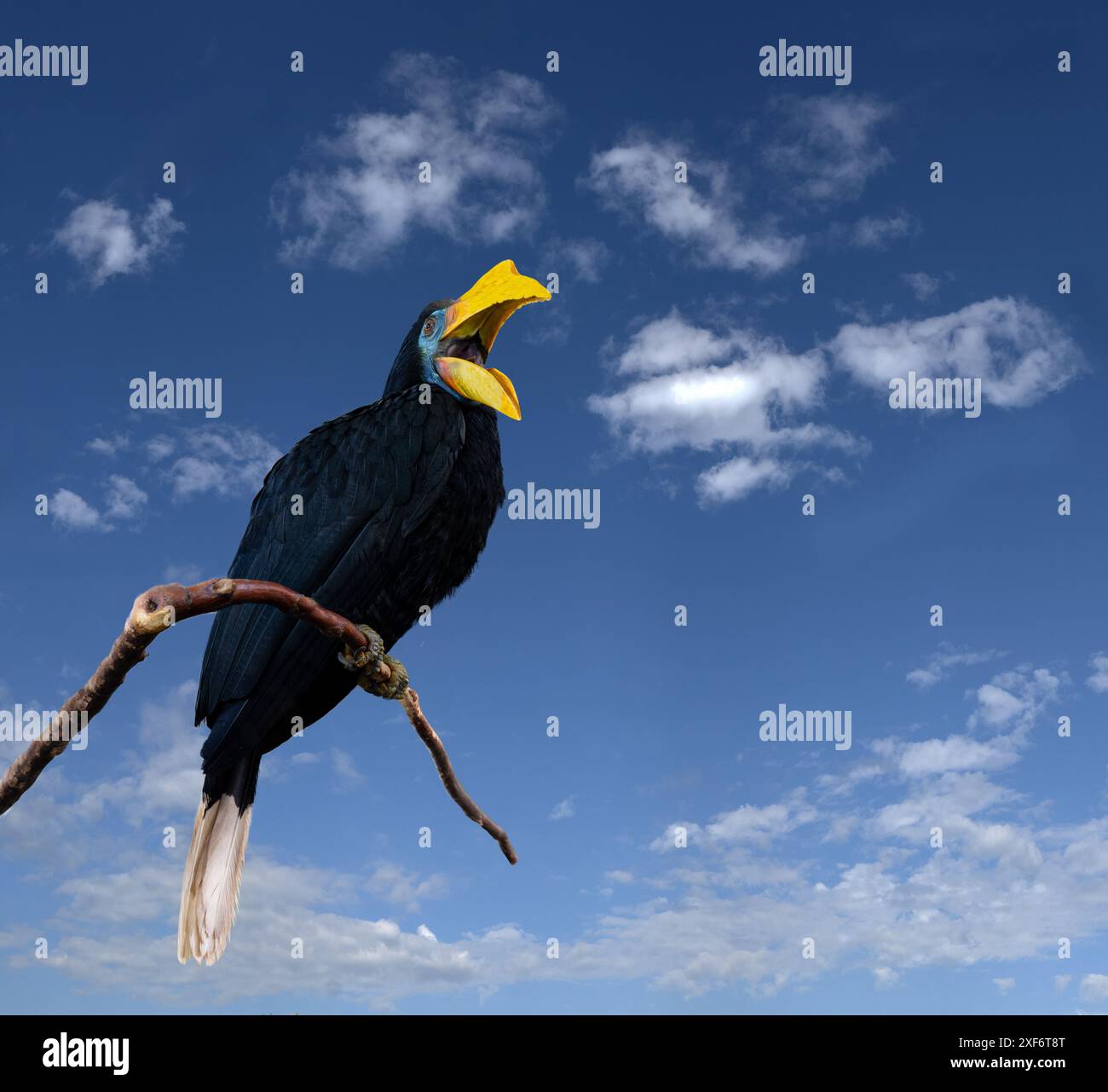 Hornbill ridé, Sunda Hornbill ridé ou Aceros Corrugatus dans un arbre assis sur une branche Banque D'Images