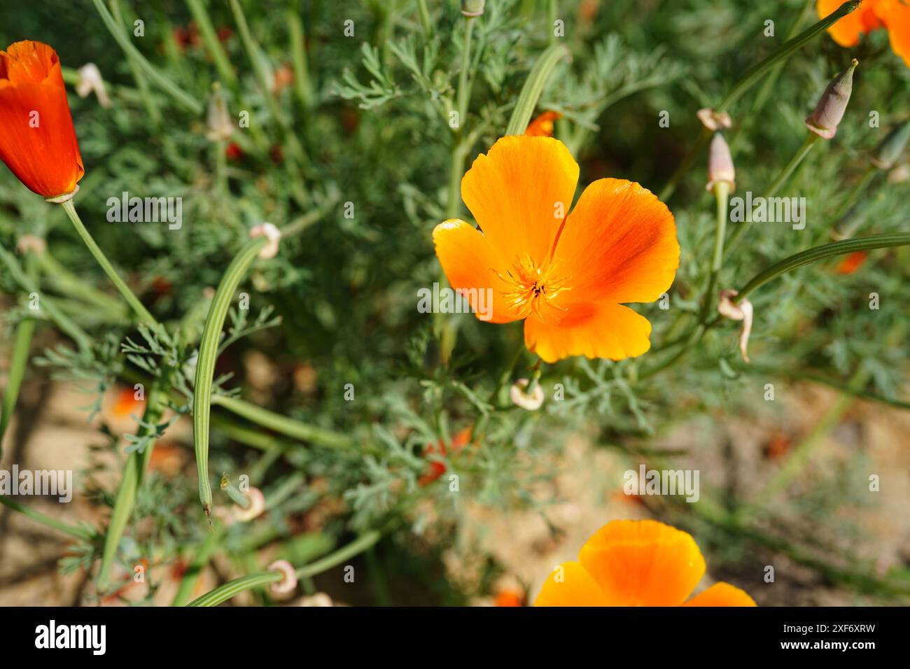 plante de pavot de californie (eschscholzia californica) gros plan Banque D'Images