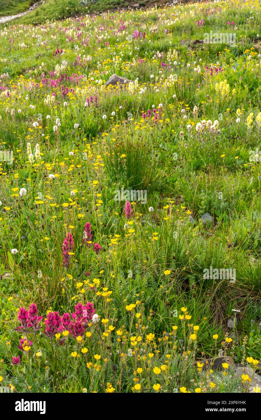 États-Unis, Colorado, San Juan Mountains. Champ de fleurs sauvages. Banque D'Images