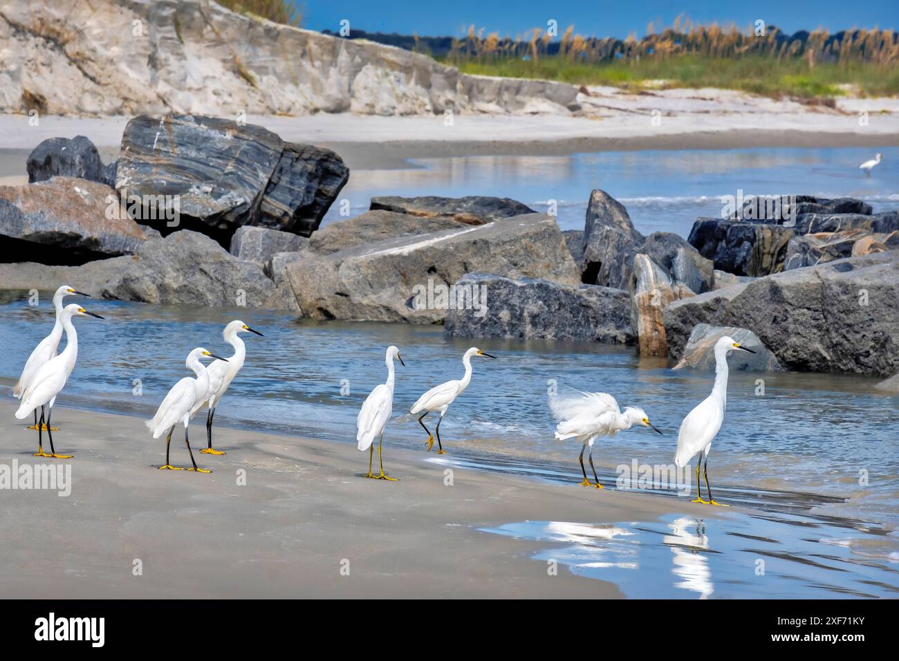 Aigrette enneigée à la plage Banque D'Images