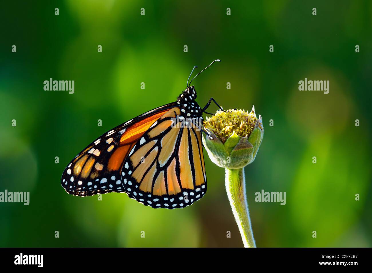 Un grand papillon monarque assis sur une tige de fleur à l'automne. Les ailes sont vibrantes et colorées de la lumière du soleil illuminant l'après-midi. Banque D'Images
