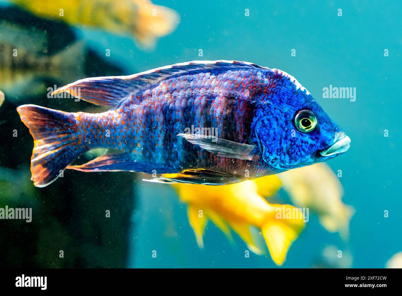 Cichlide bleu de paon coloré, Waikiki, Oahu, Hawaii. Originaire d'Afrique. Banque D'Images