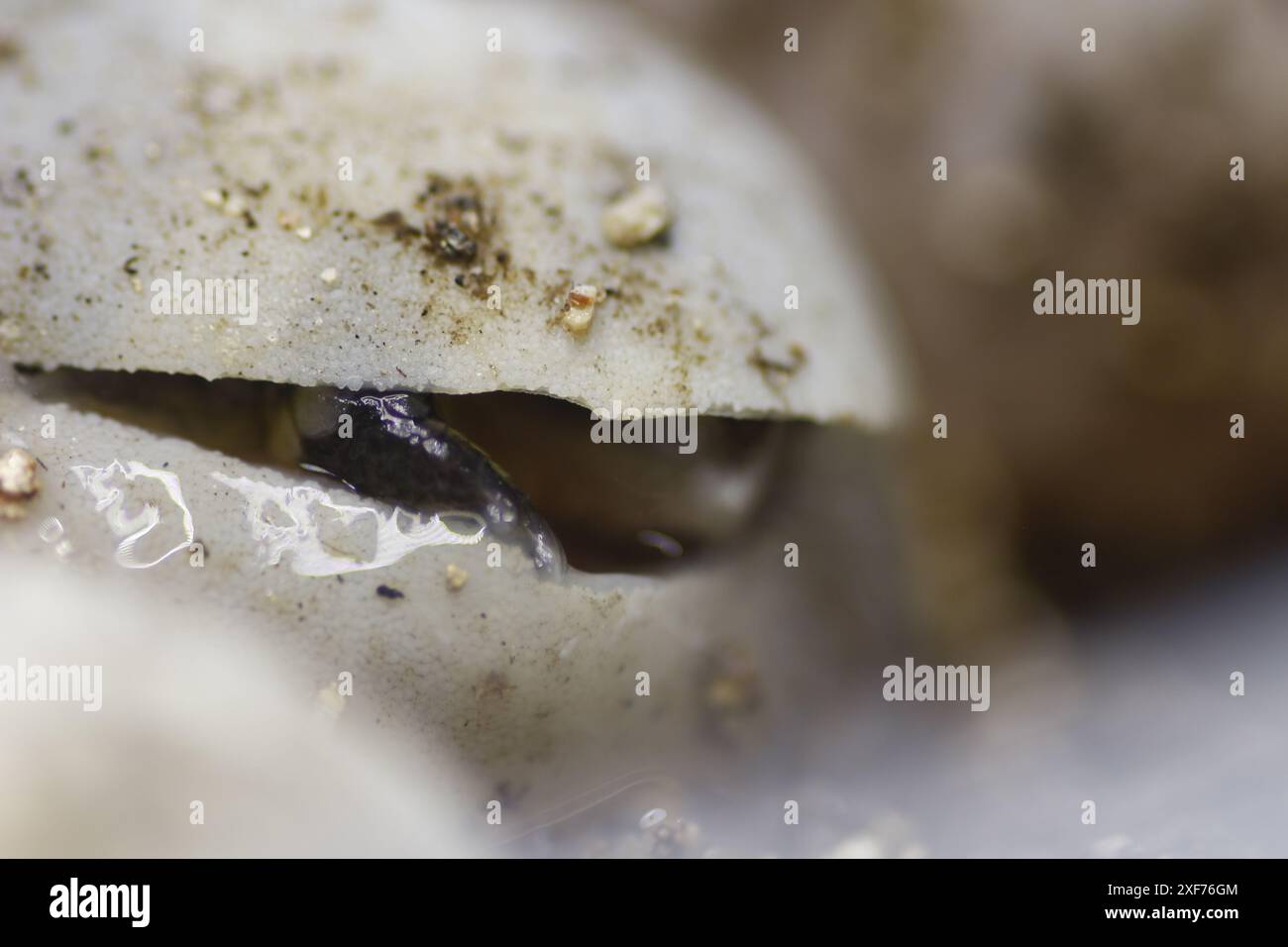 Série de photos montrant un Terrapene carolina Major (tortue bordée de la côte du Golfe) émergeant de son œuf. Gros plan photo, bon pour la science du concept de biologie Banque D'Images