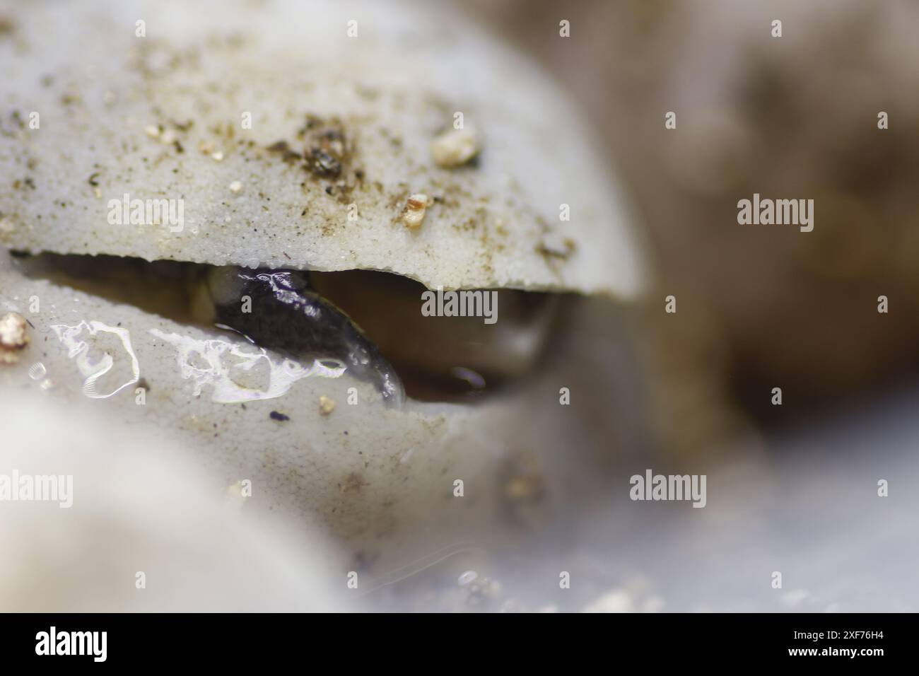 Série de photos montrant un Terrapene carolina Major (tortue bordée de la côte du Golfe) émergeant de son œuf. Gros plan photo, bon pour la science du concept de biologie Banque D'Images