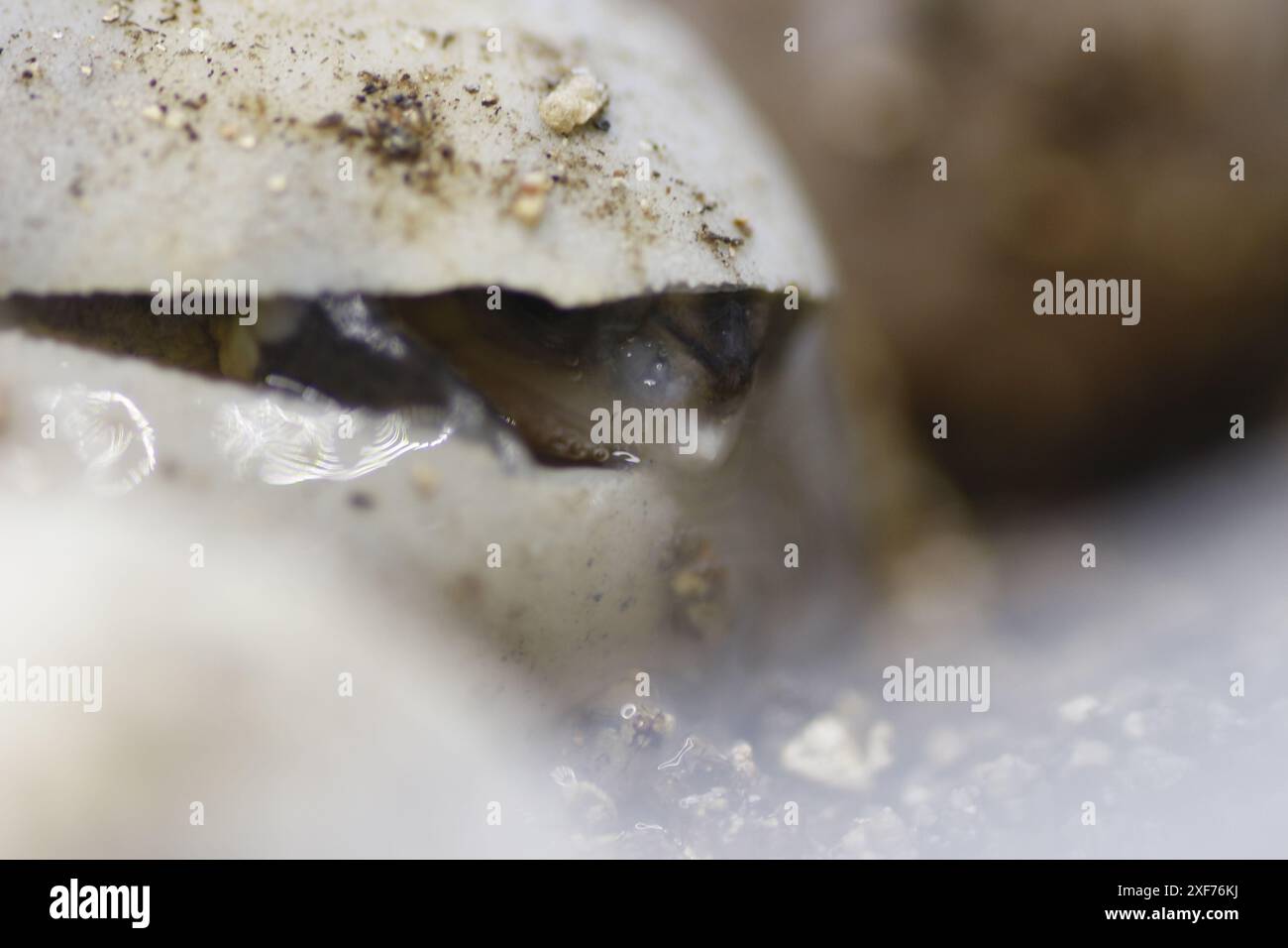 Série de photos montrant un Terrapene carolina Major (tortue bordée de la côte du Golfe) émergeant de son œuf. Gros plan photo, bon pour la science du concept de biologie Banque D'Images