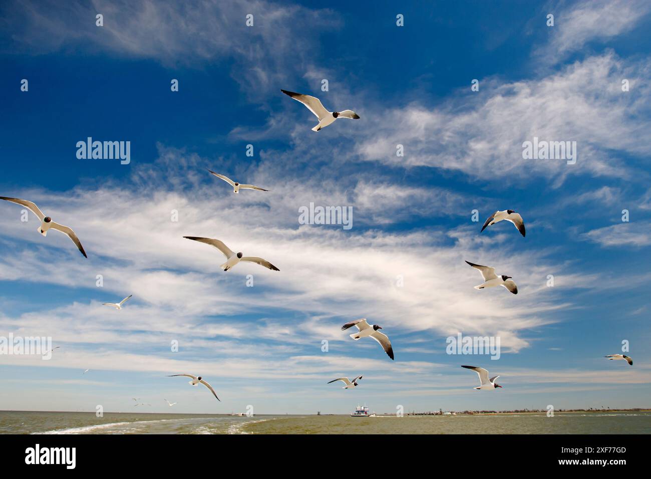 Goélette riante après le ferry Bolivar, Galveston Island, Texas. Banque D'Images