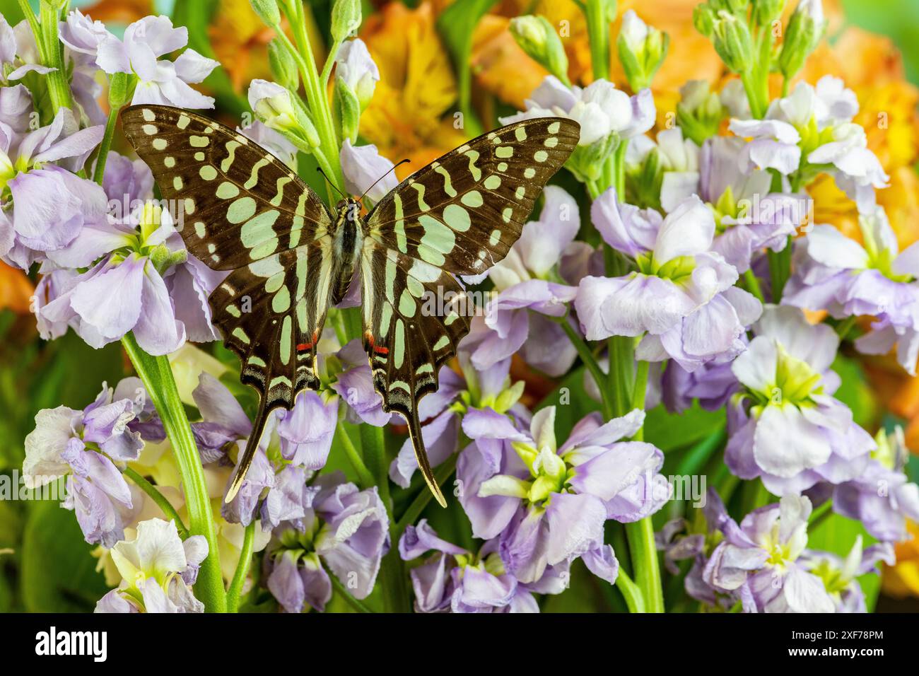 États-Unis, État de Washington, Sammamish. Papillon tropical à queue d'araignée grande rayée, graphium antheus sur fond de lavande fleuri Banque D'Images