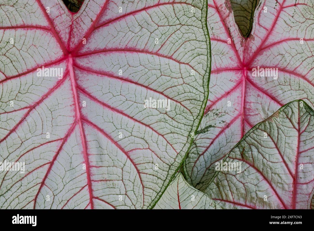 États-Unis, État de Washington, Sammamish. Plantes tropicales à feuilles de caladium sur le pont dans les plantations massives Banque D'Images