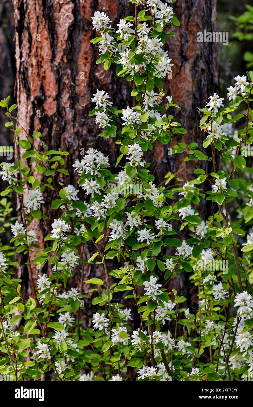 États-Unis, État de Washington, Peshastin. Route de terre hors de la route 97 ponderosa tronc de pin et buisson blanc en fleurs Banque D'Images