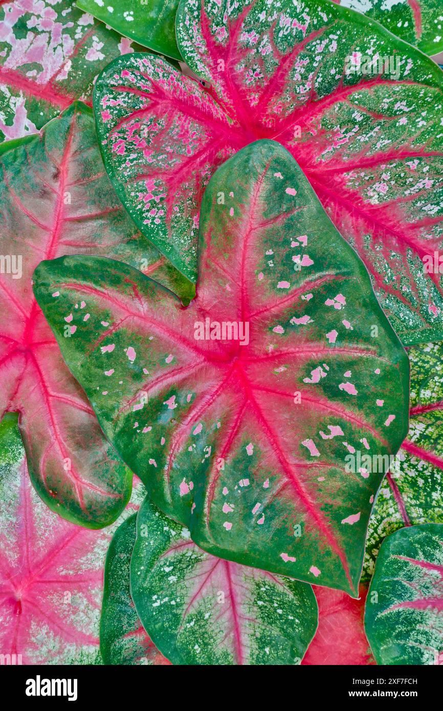 États-Unis, État de Washington, Sammamish. Plantes tropicales à feuilles de caladium sur le pont dans les plantations massives Banque D'Images