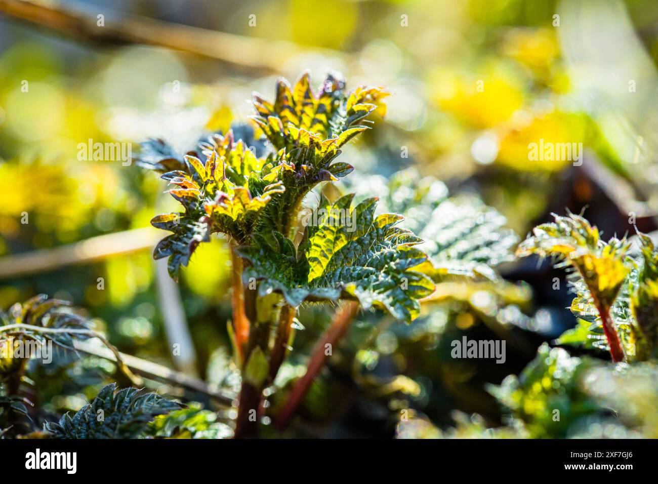 feuilles d'ortie, avec leur couleur vert vif illuminé par la lumière du soleil. Les feuilles ont une texture douce et floue et semblent pousser dans un natura luxuriant Banque D'Images