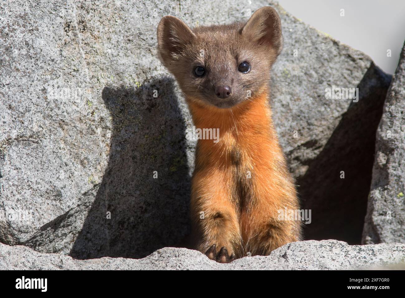 Etat de Washington, parc national de Mount Rainier. Martre américaine, posant curieusement dans les rochers Banque D'Images