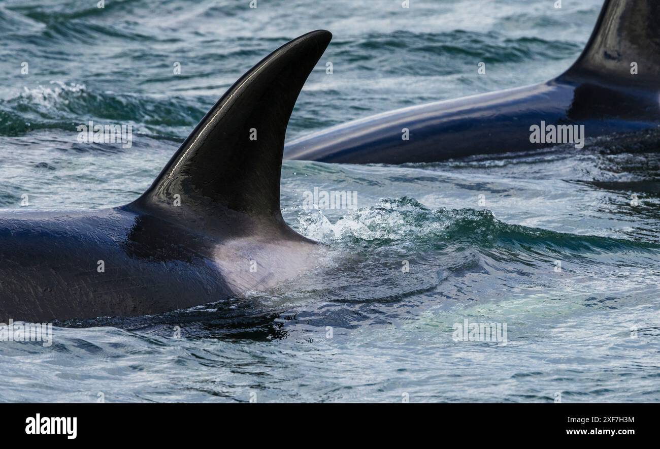 Baleines Orca faisant surface lors d'une croisière autour des îles San Juan, État de Washington, États-Unis Banque D'Images
