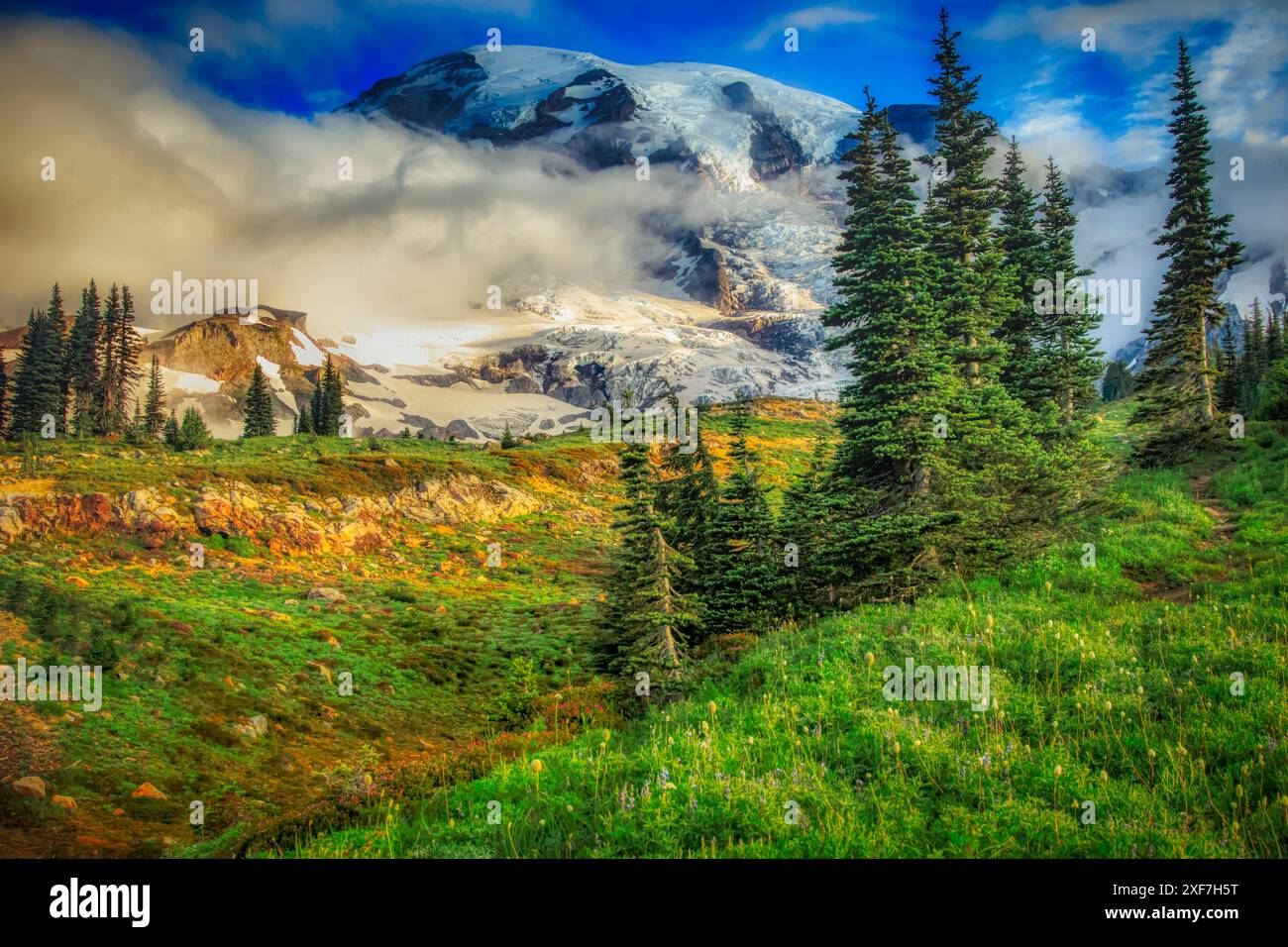 MT. Rainier dans le parc national Banque D'Images