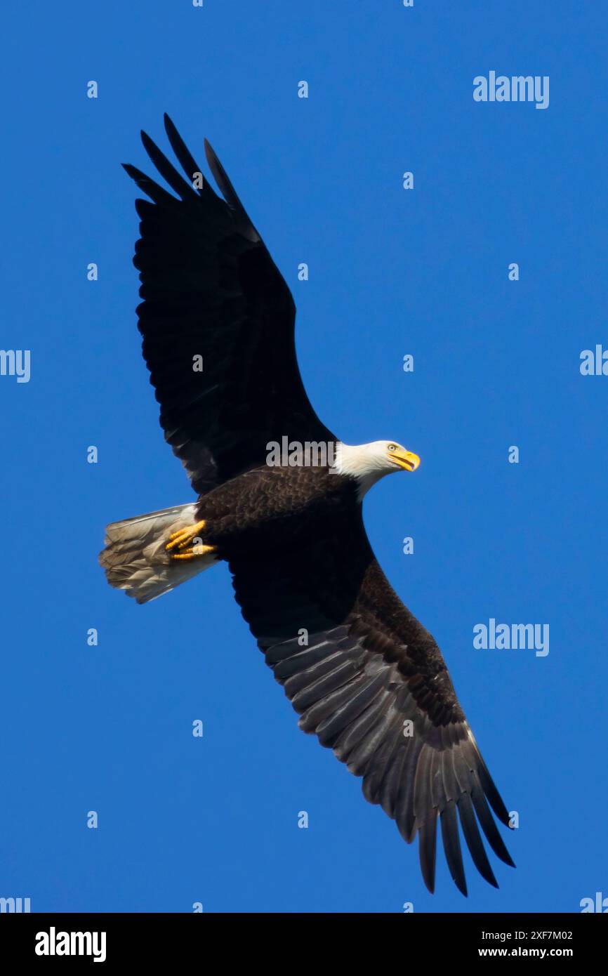 Aigle à tête blanche (Haliaeetus leucocephalus), réserve de faune EE Wilson, Oregon Banque D'Images