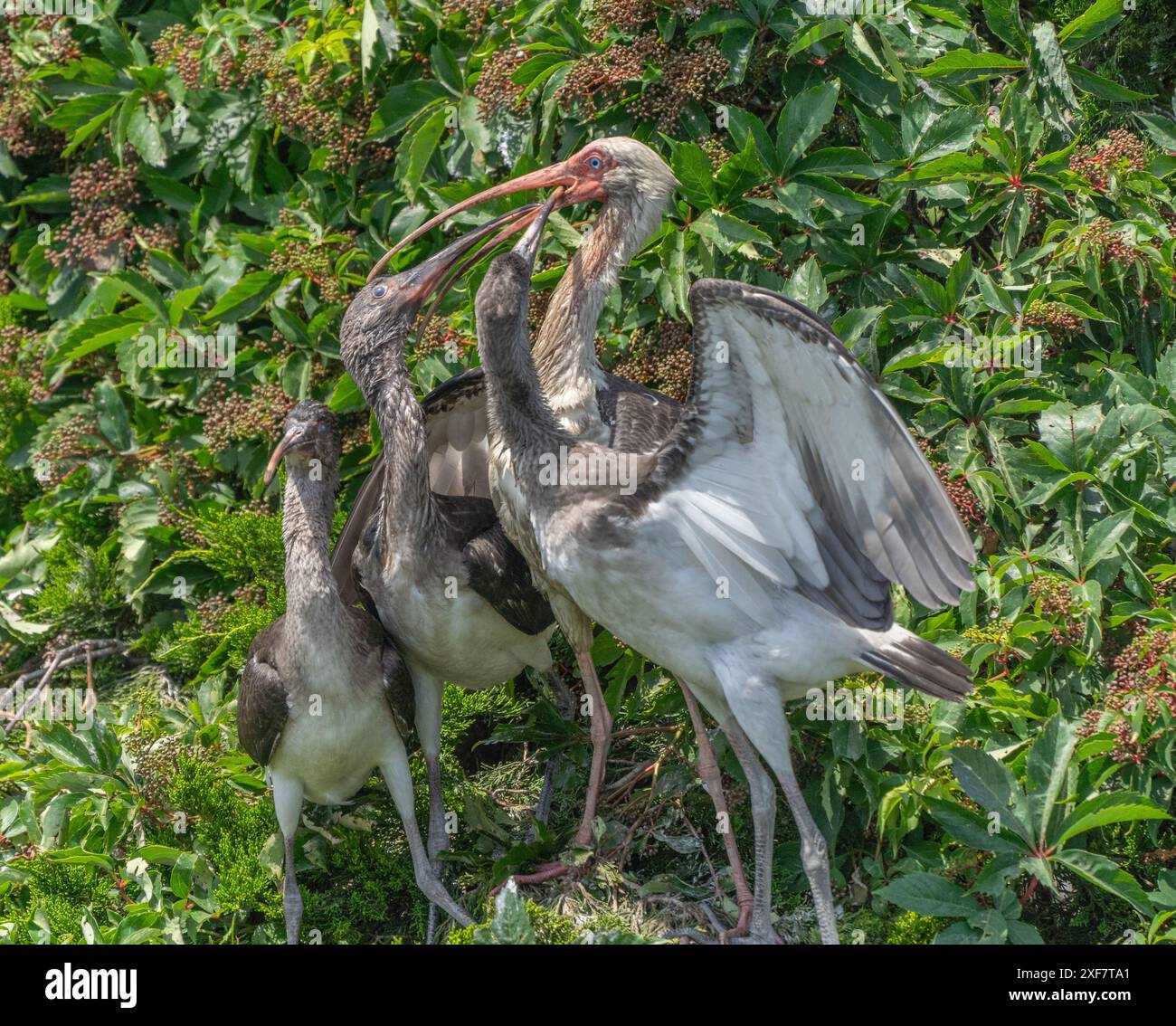 Ibis blanc adulte (Eudocimus albus) nourrissant de jeunes poussins affamés, Ocean City, New Jersey Rookery Banque D'Images