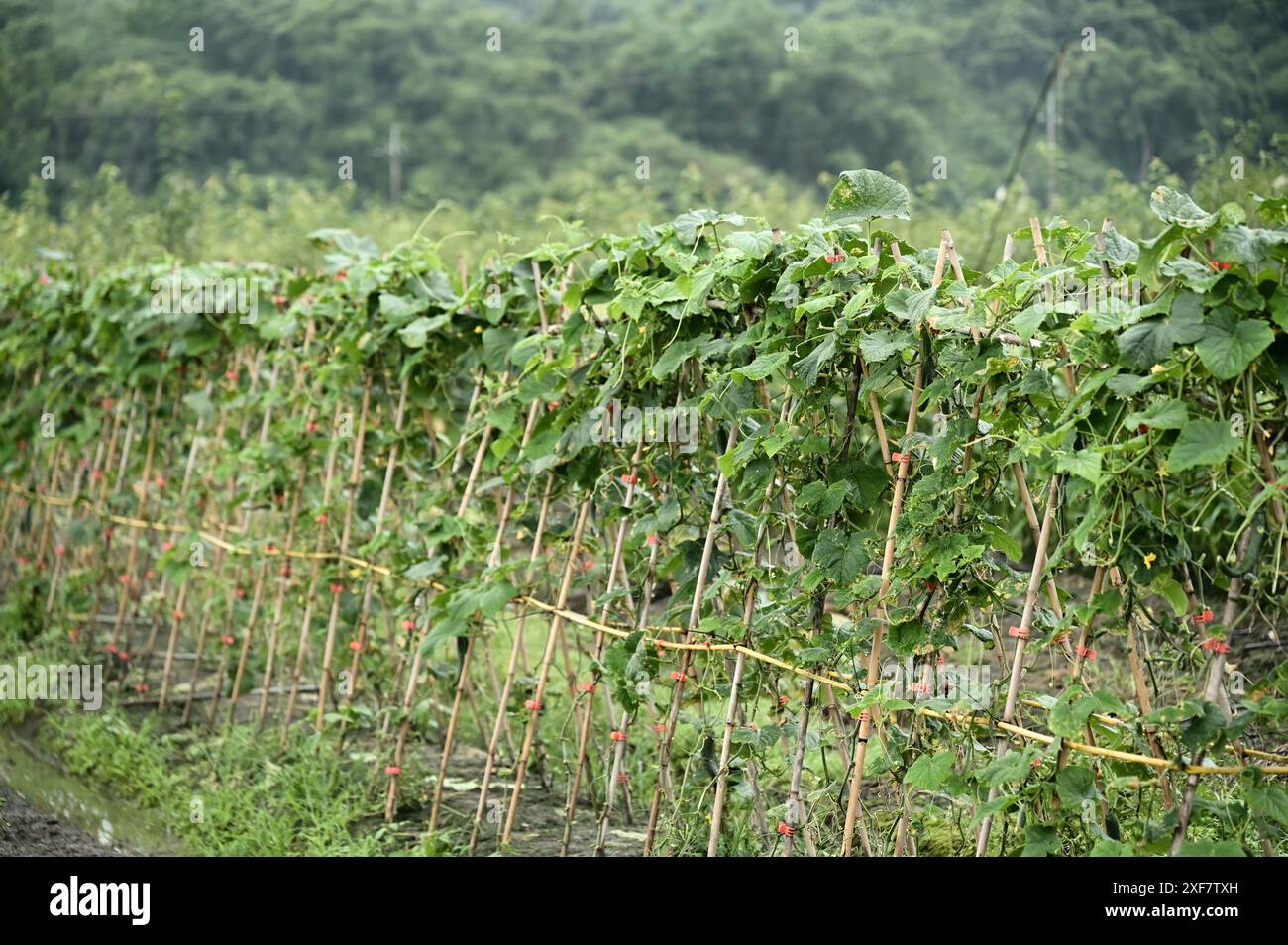 Les poteaux en bambou offrent une solution robuste, légère et facilement disponible pour la construction de treillis pour soutenir les plants de haricots grimpants à Taiwan. Banque D'Images