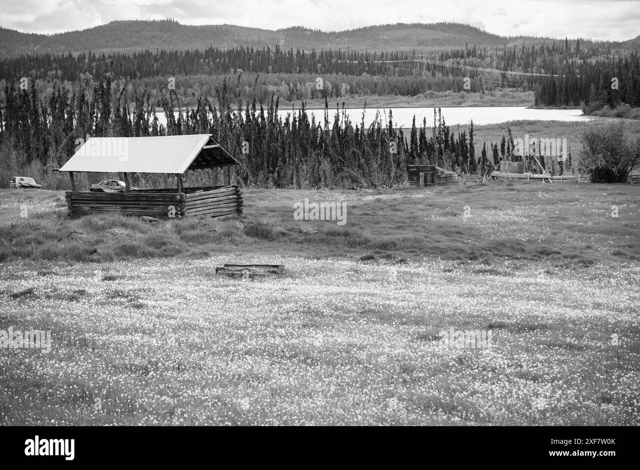 Une ferme abandonnée avec un champ plein de fleurs sauvages. Le long de l'autoroute 97 près de Quesnel BC, Canada. Image en noir et blanc. Banque D'Images