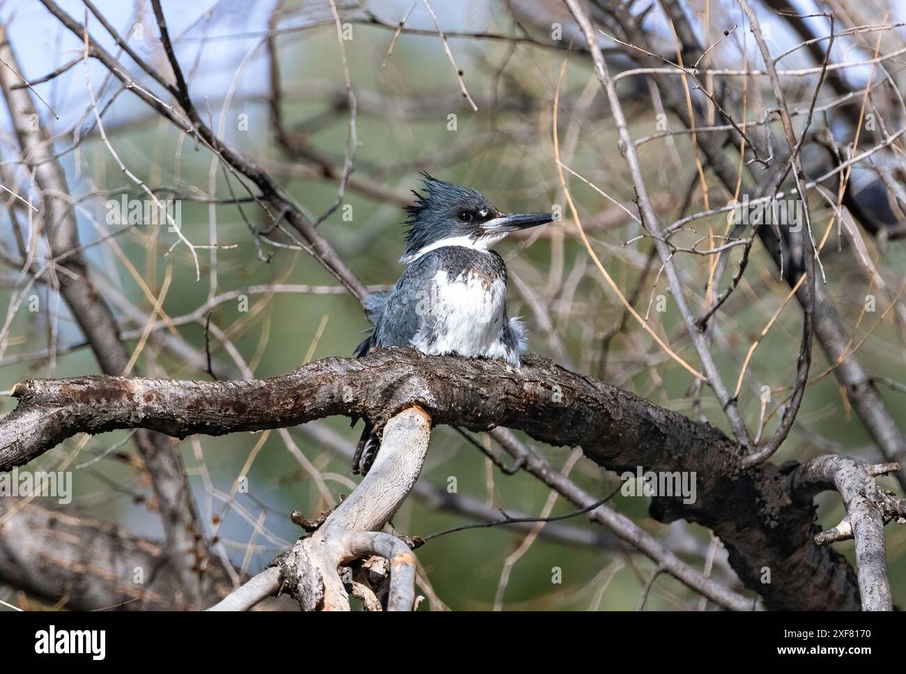 Un Kingfisher ceinturé perché sur une branche, avec le fort vent du printemps qui frise ses jolies plumes. Banque D'Images
