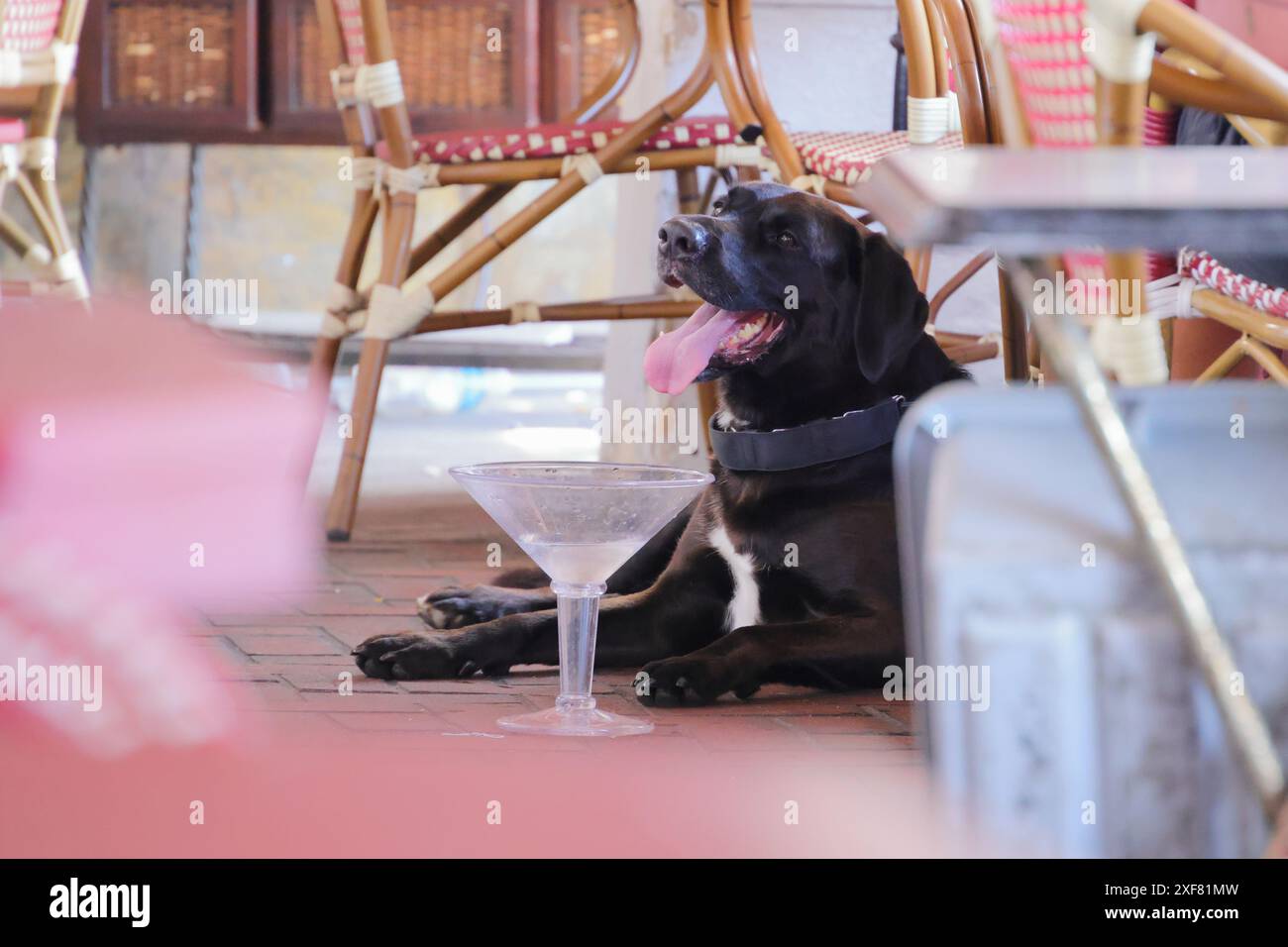 Un chien noir assis sous une table dans un café en plein air avec un grand verre à l'avant Banque D'Images